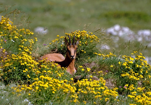 Camoscio d''Abruzzo Rupicapra pyrenaica ornata